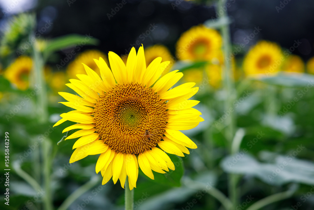 Obraz premium Close-up of a Single Sunflower in Full Bloom in a Summer Field