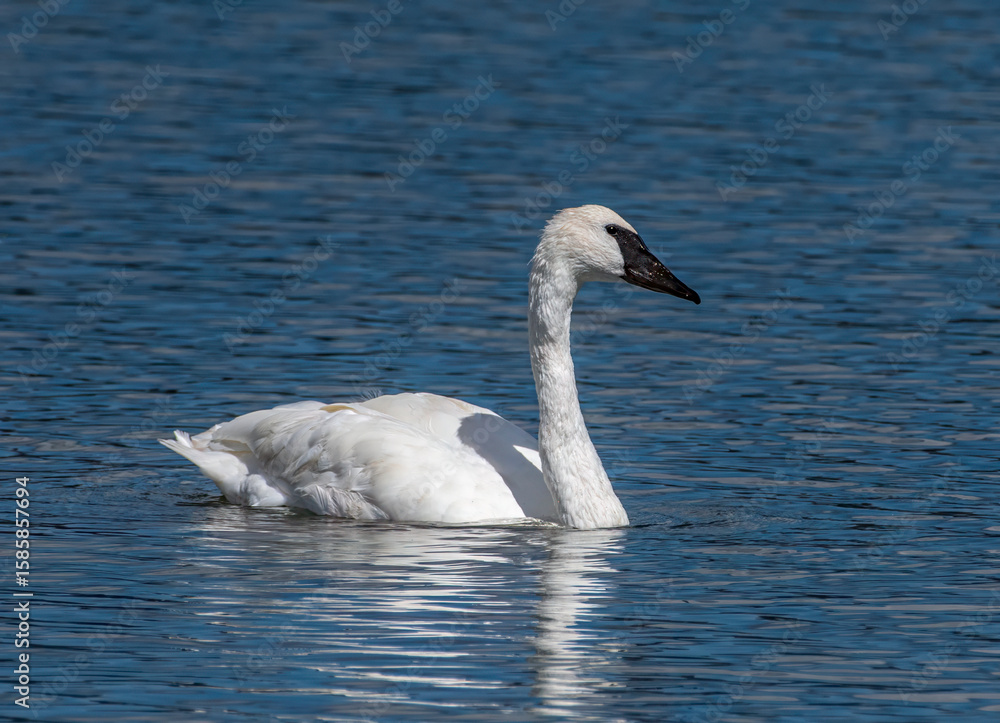 Obraz premium Trumpeter Swan