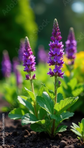 Clary sage plant thriving in a sunny garden bed , green, clary sage