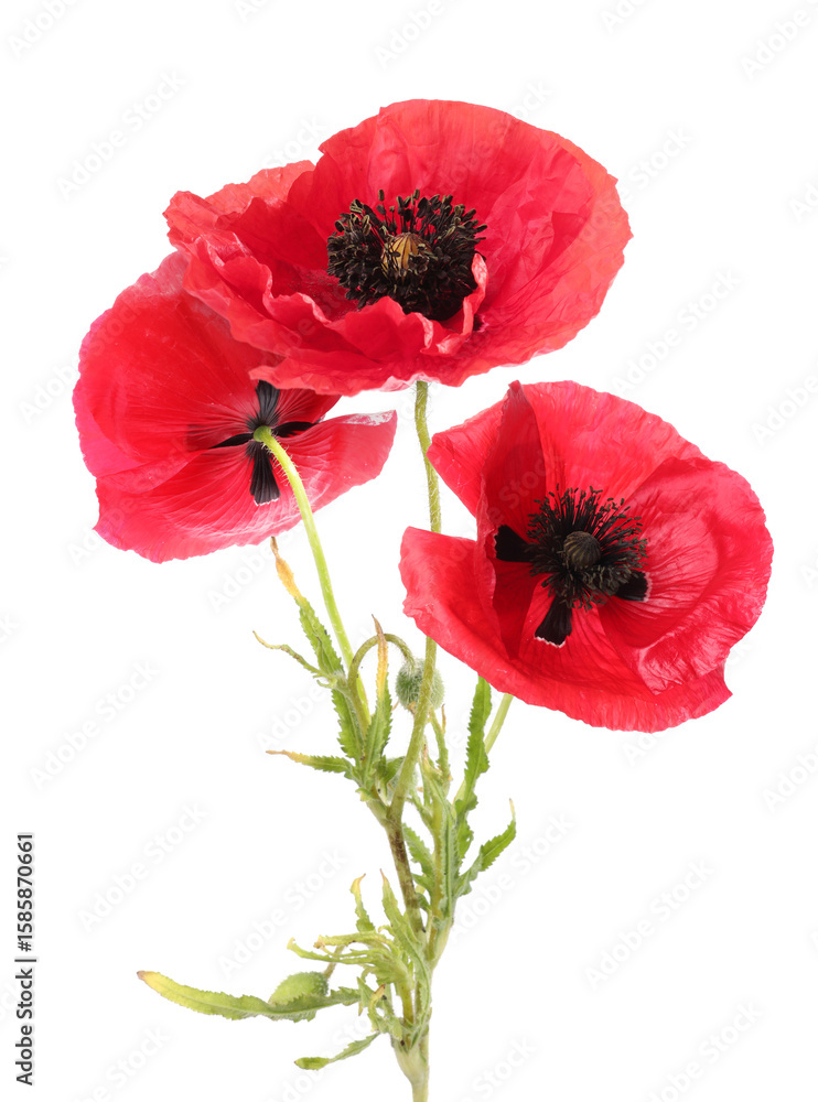 Naklejka premium Bright red poppy flowers on white background. Meadow plant