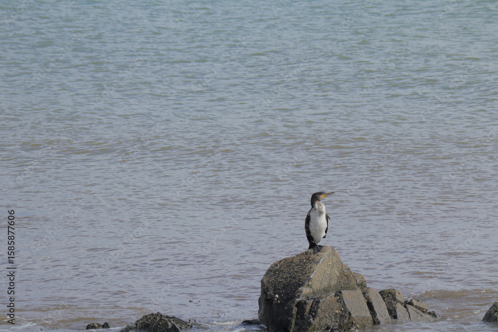 Fototapeta premium Seabird perched on coastal rocks by the sea with calm ocean waves in the background, peaceful marine wildlife scene ideal for nature, travel, and environmental conservation concepts