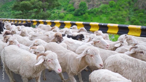 Closeup shot of herd of goats and sheep walking on an asphalt road in the Himalayan mountains at Manali in Himachal Pradesh, India. Flock of sheep and goat move in the road in the mountains.