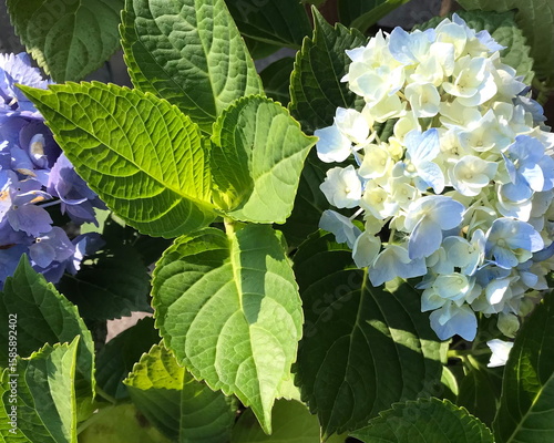 Closeup of Hydrangeas With White, Blue, and Purple Petals and Green Leaves