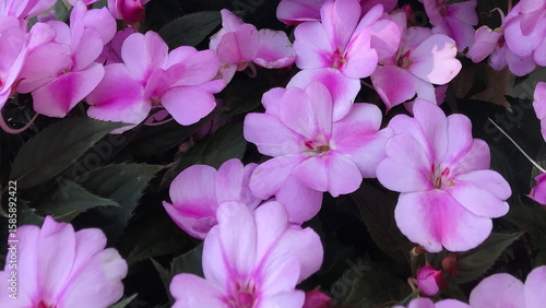Closeup of Pink Flowers 