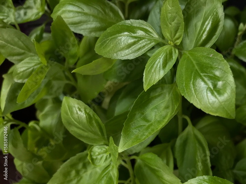 Closeup of Basil Leaves