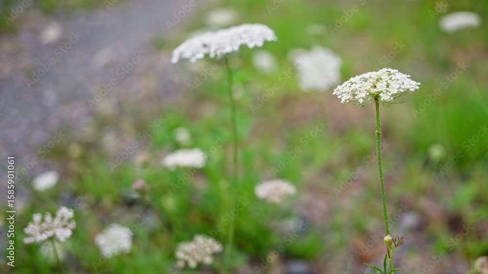 Delicate White Flowers Beautifully Blooming Along a Peaceful Path in Natures Garden Delicate White Flowers Beautifully Blooming Along a Peaceful Path in Natures Garden