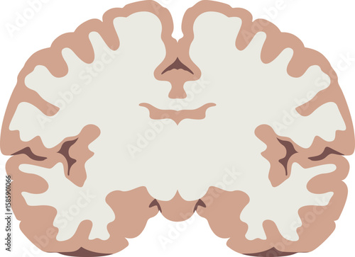 Healthy Brain Human Brain Cross Section