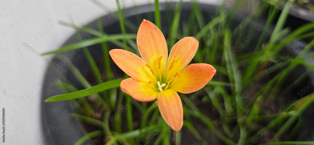 Obraz premium Rain lily (Zephyranthes sp.) has orange flowers. Fairy Lily blooms during the rainy season and flowers open in the morning. Zephyr Flower has 6 petals and yellow stamens. Green narrow and flat leaves 