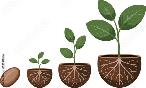 Seed germination and plant growth stages: A visual representation of life cycle transparent png vector
