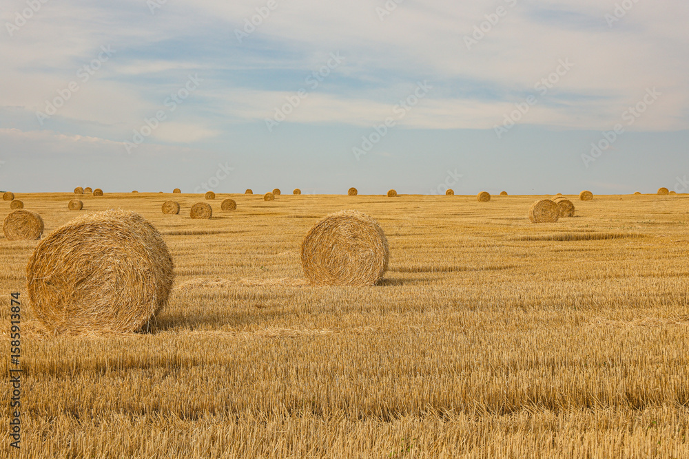 Fototapeta premium Hay Bales on Harvested Wheat Field – Agriculture and Agrarian Industry Concept