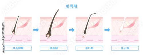 
毛周期・ヘアサイクルのイラスト図解（成長期・退行期・休止期）