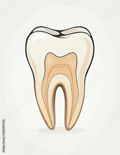 Cross-Section of a Healthy Tooth with Detailed Anatomy