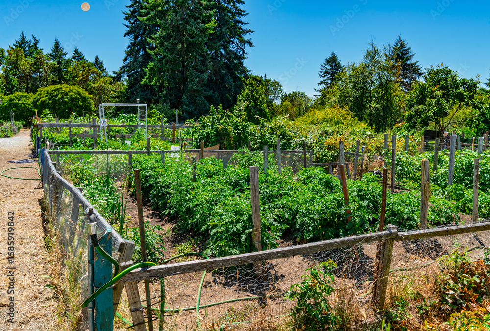 WestCrest Pea Patch 7 WestCrest Pea Patch 7
