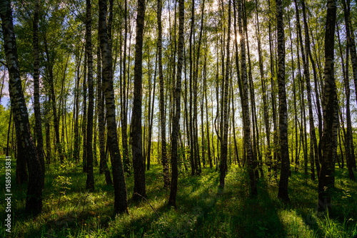 Sunlight filtering through the tall birch trees in a lush green forest, creating a serene and captivating natural landscape for nature enthusiasts.