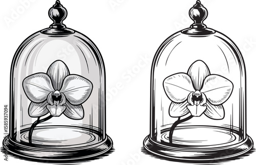Vintage Botanical Illustration of Orchid Flowers in Glass Domes – Black and White Ink Drawing