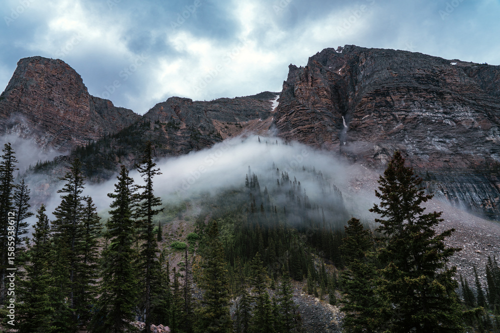 Obraz premium Misty mountain trees