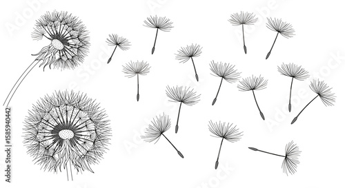 Elegant line art dandelion blowing in the wind on white background