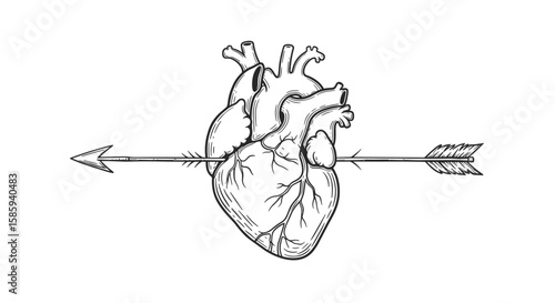 Detailed anatomical heart pierced by arrow in linear style art