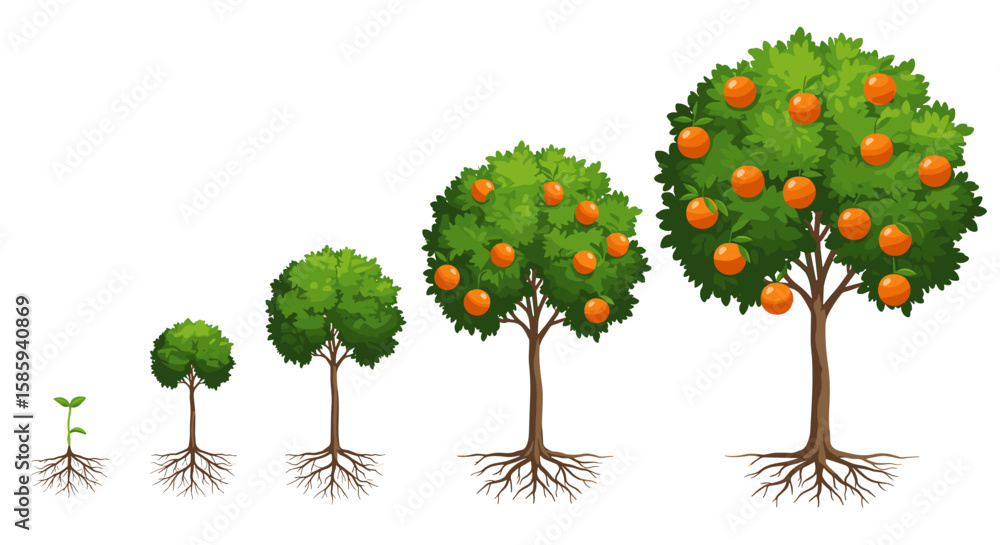 Fototapeta premium Growth stages of an orange tree with roots and fruits