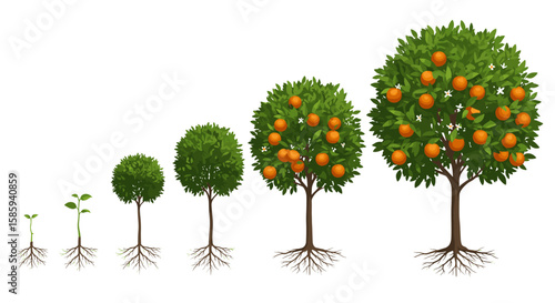 Growth stages of an orange tree with roots and fruit in realistic style