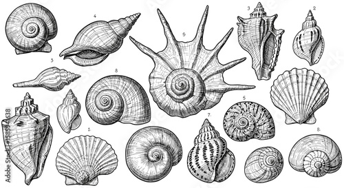 Detailed hand drawn seashell collection with vintage black and white nautical theme