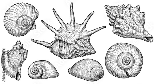 Detailed seashell drawings on white background