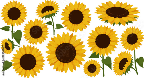 Vibrant collection of sunflowers in full bloom on white background