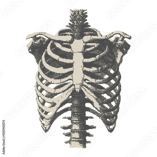 Frontal ribcage anatomy in vintage stipple engraving. Gothic medical print with photocopy dotted texture for textbook diagrams, tattoo, anatomical visuals.