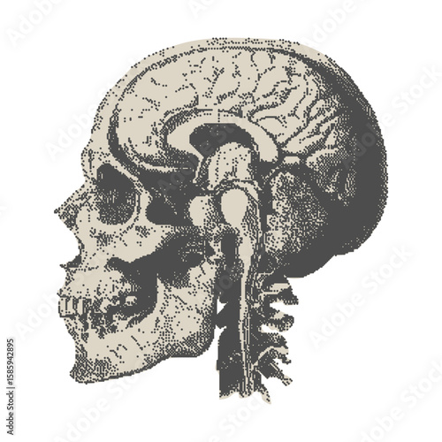Detailed skull and brain in stipple engraving style. Conceptual science graphic with medical accuracy in vintage dotted photocopy textured for posters, anatomical art, academic diagrams.