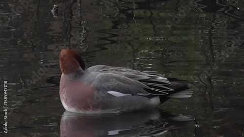 Eurasian Wigeon or European Wigeon (Mareca penelope) Preening on a Lake