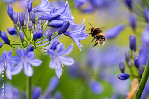 A White-tailed Bumblebee (Bombus lucorum) gathering pollen and nectar on an purple Agapanthus plant in a garden.