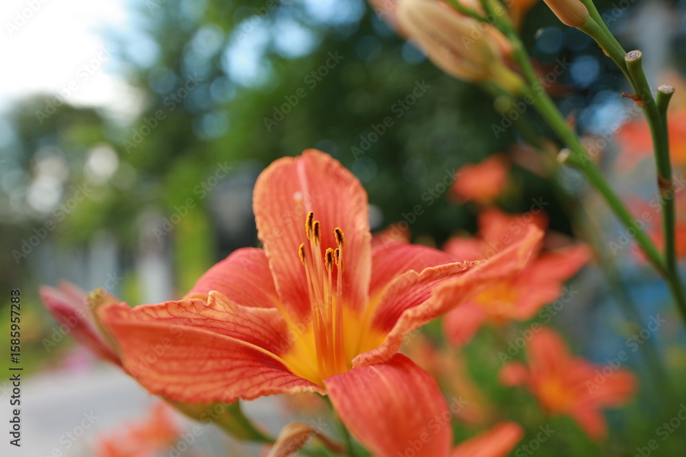 Fototapeta premium bright red lily flowers behind grave fence in cemetery