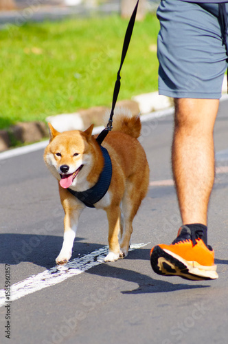 Shiba Inu dog walking on a leash on the street on a sunny morning