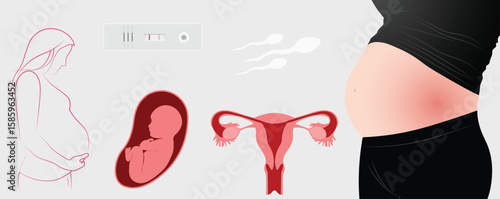 Pregnancy and Fertility Medical Illustration Female Reproductive Health Concept