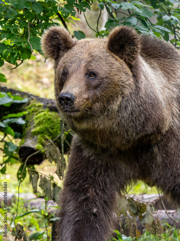Fototapeta premium Braunbär