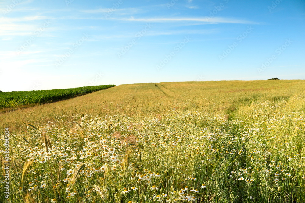 Fototapeta premium Rumianek w zbożu