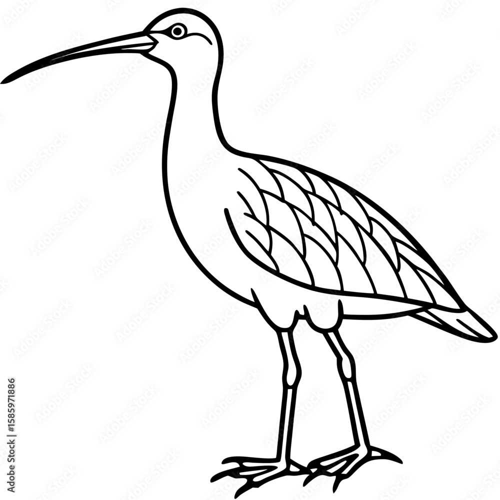 Obraz premium Simple Whimbrel Line Drawing Vector