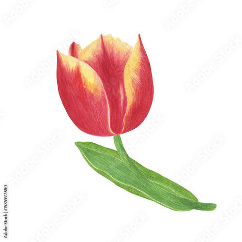 Bright red and yellow tulip flower with stem, leaves, hand drawn watercolor illustration, single object, simple botanical ornament for greeting cards, packaging, invitations and other design purposes
