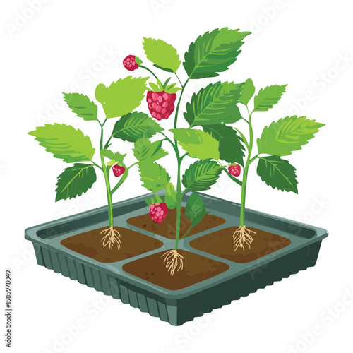 Raspberry Plants Growing in Small Cells Tray
