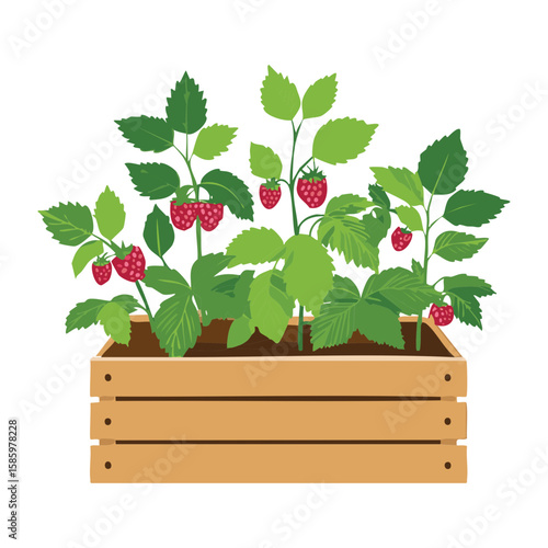 Raspberry Bushes in Rectangular Wooden Crate