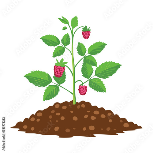 Raspberry Plant Growing in Soil Mound