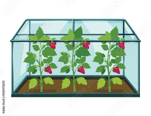 Raspberry Plants in Glass Greenhouse