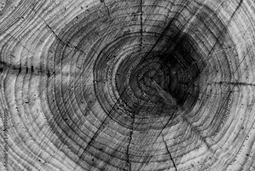 Fototapeta premium Close-up of a tree trunk cross-section, showing the annual growth rings and cracks.