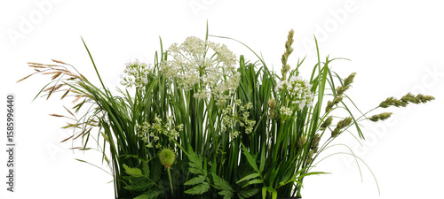 Few umbellate plants among various meadow grass isolated on white background