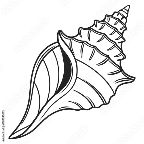 Detailed line drawing of a seashell displaying intricate spiral patterns and ridges highlighting marine life architecture with artistic precision