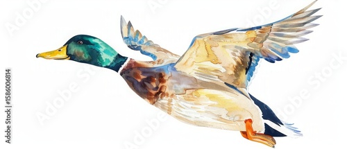 A male mallard duck flying past.