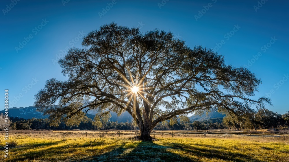 Obraz premium A large oak tree stands in a sunlit field with the sun shining through its branches under a clear blue sky