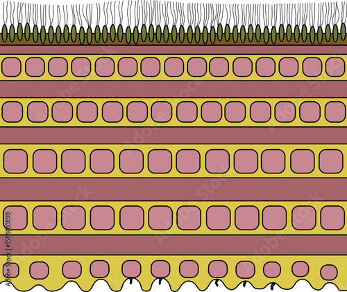 Earthworm cuticle structure diagram for biology lesson