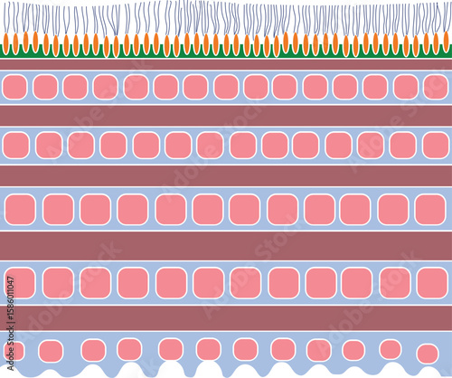 Earthworm cuticle structure diagram for biology lesson