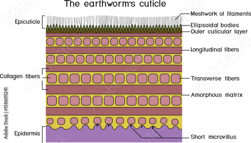Earthworm cuticle structure diagram for biology lesson